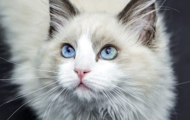 Thumbnail image for blog post: Who Is the Ragdoll Cat? Essential Cat Facts About These Calm Kitties