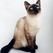 Photos De Chats Siamois Siamois Prix Caract re Alimentation Photos De Chats Siamois Siamois Prix Caract re Alimentation