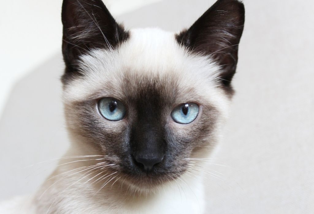 Image de bannière pour l'article de blog: Le siamois: tout ce qu’il faut savoir sur cette race de chat raffinée