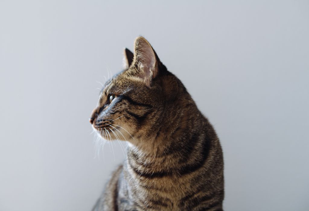 Image de bannière pour l'article de blog: Votre chat est contrarié par votre départ en vacances? Comment le réconforter?