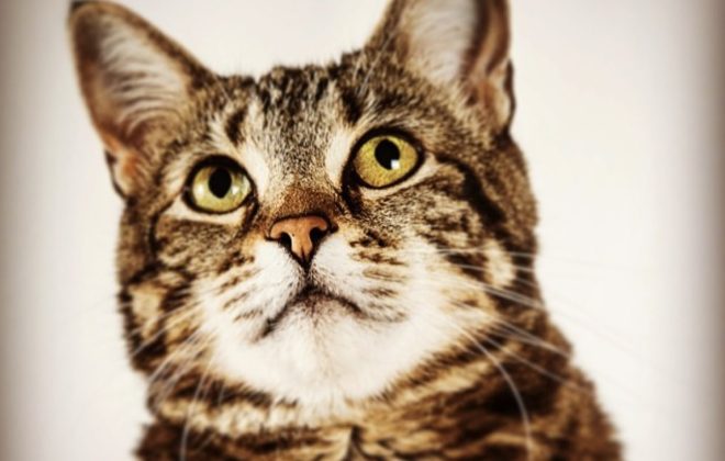 Thumbnail Bild für Blogbeitrag: Die Cat in a Flat Haustier-Helden: 6 mutige Haustiere, die zu Helden wurden