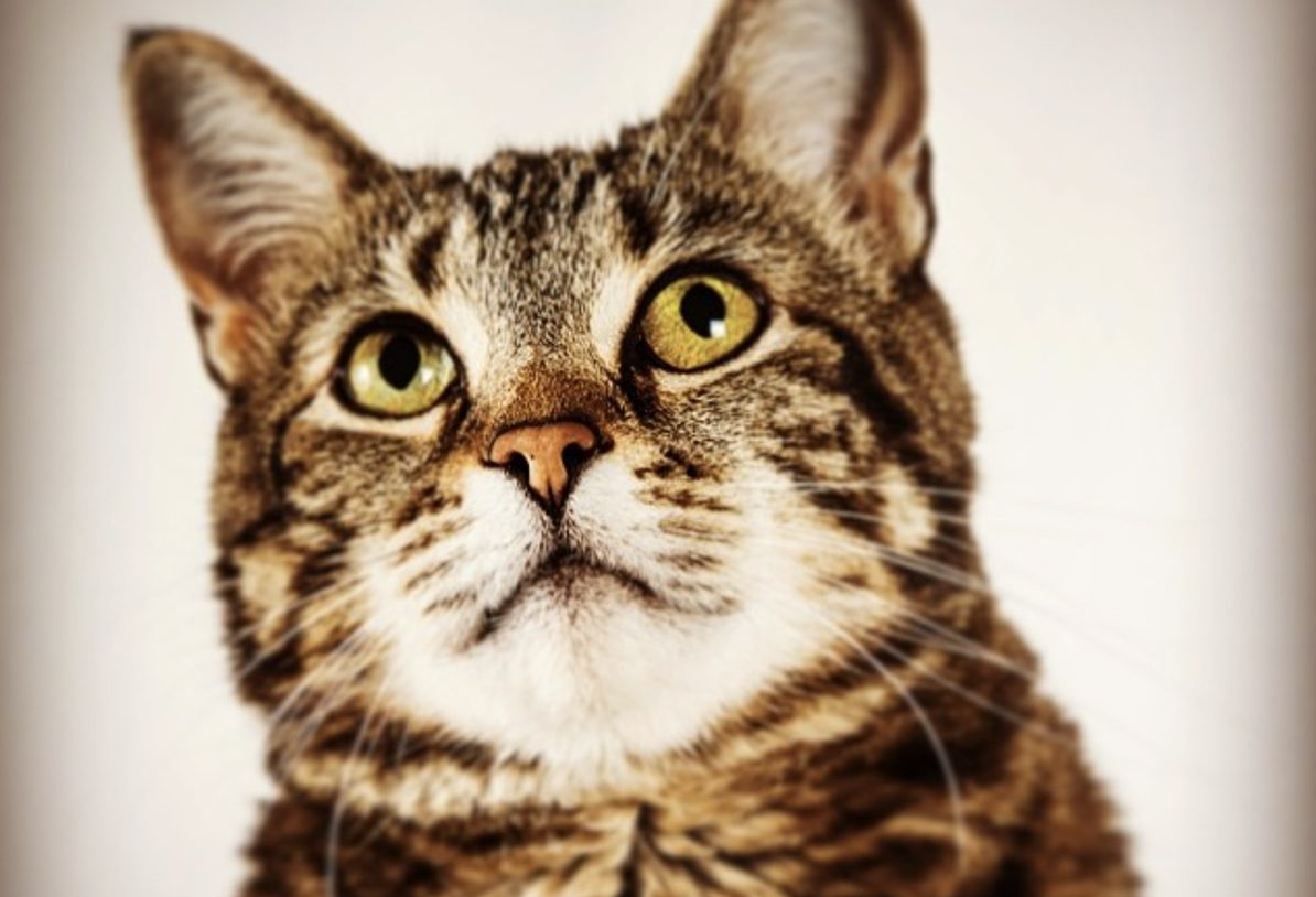 Bannerbild für Blogbeitrag: Die Cat in a Flat Haustier-Helden: 6 mutige Haustiere, die zu Helden wurden