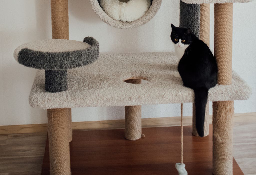 Banner image for blog post: 5 Best Cat Scratching Trees Your Kitty Will Love