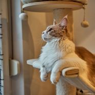 Die Besten Kratzb ume F r Katzen