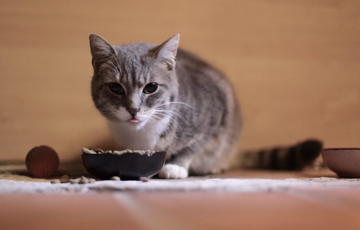 Image de bannière pour l'article de blog: L’allergie alimentaire du chat, symptômes et traitements