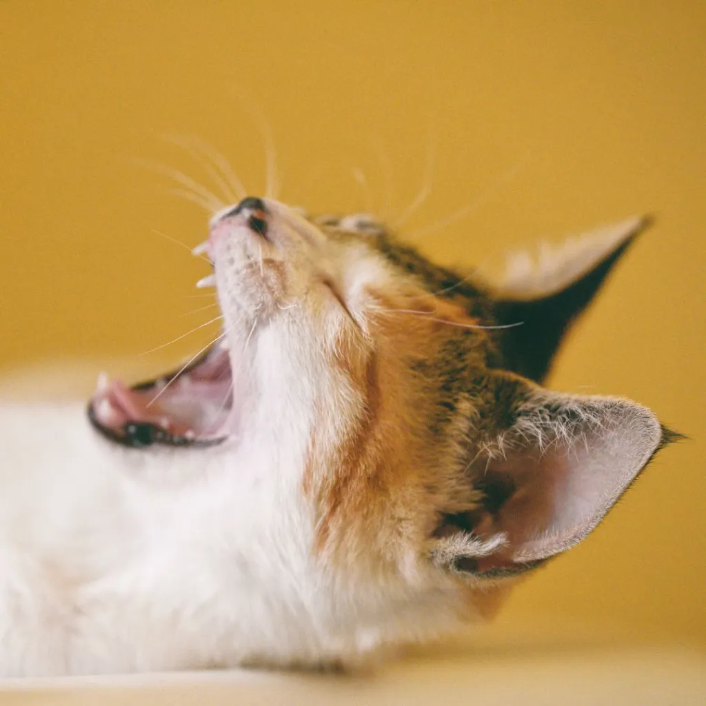 Futtermittelallergie – Das kannst du tun, wenn deine Katze eine  Futterallergie hat