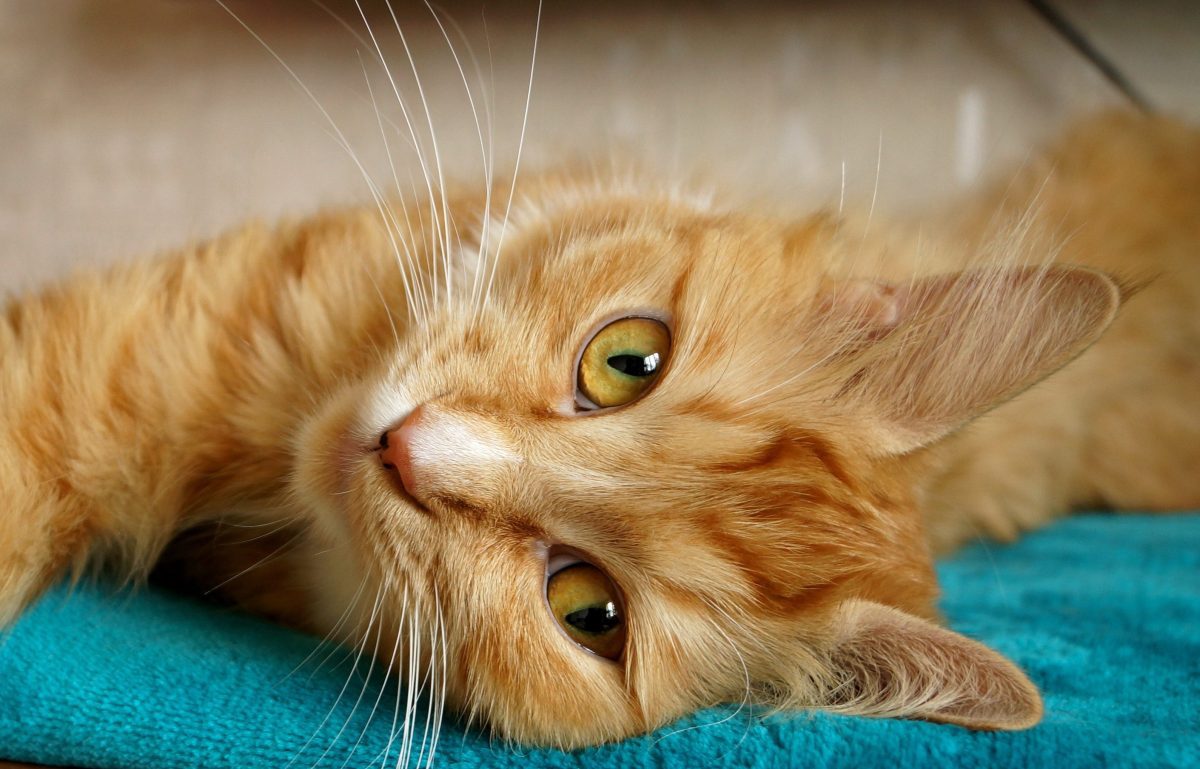 Bannerbild für Blogbeitrag: Kann ich die Katzenbetreuung von der Steuer absetzen?