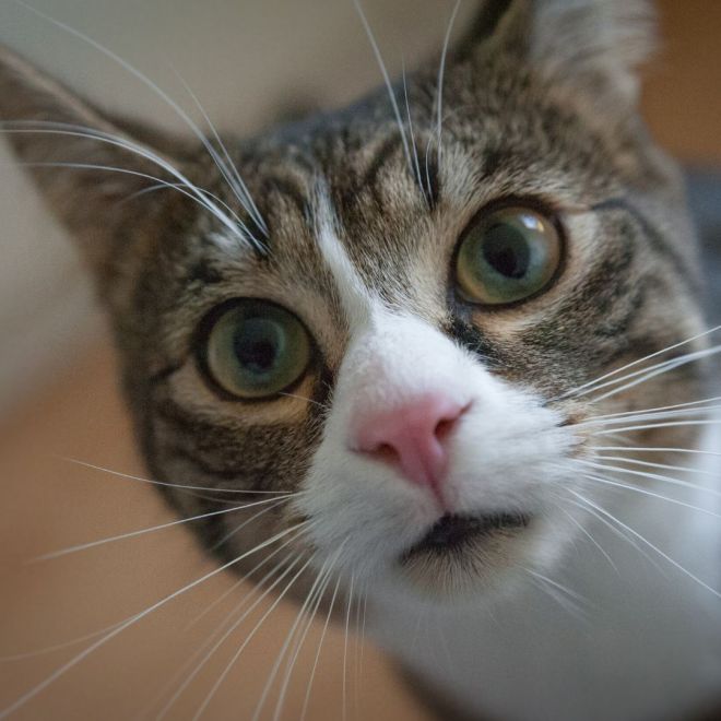 Cat With Food Allergies? How to Spot and Treat Food Allergies in Cats