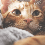 Katzenschnupfen Das Kannst Du Tun