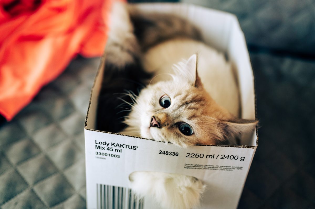 Image de bannière pour l'article de blog: Mais si, ça rentre! Pourquoi les chats adorent-ils les boîtes?