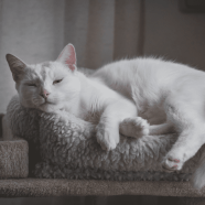 Katzenschnupfen Das Kannst Du Tun