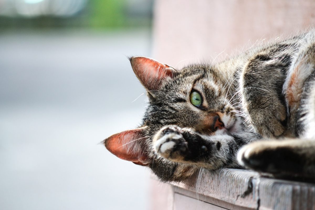 Banner image for blog post: Stress-Free Tips to Help You Safely Trim Your Cat’s Claws