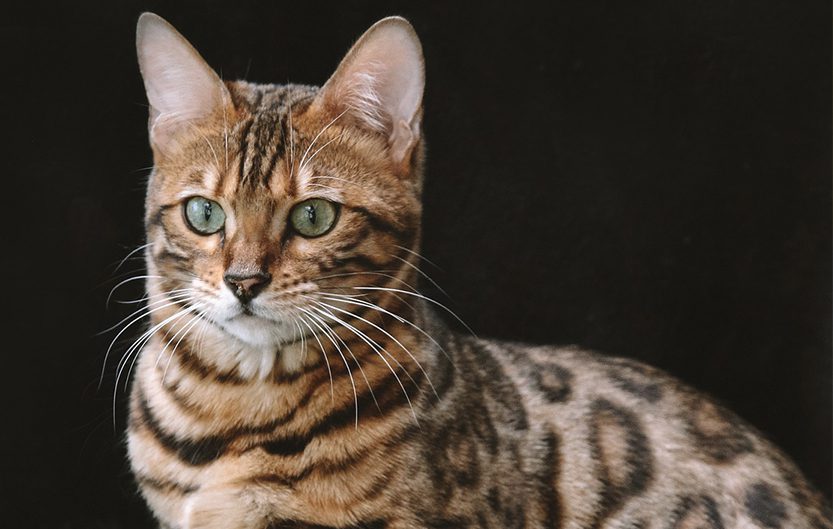 Banner image for blog post: Who Is the Bengal Cat? Fascinating Facts About This Exotic Cat Breed