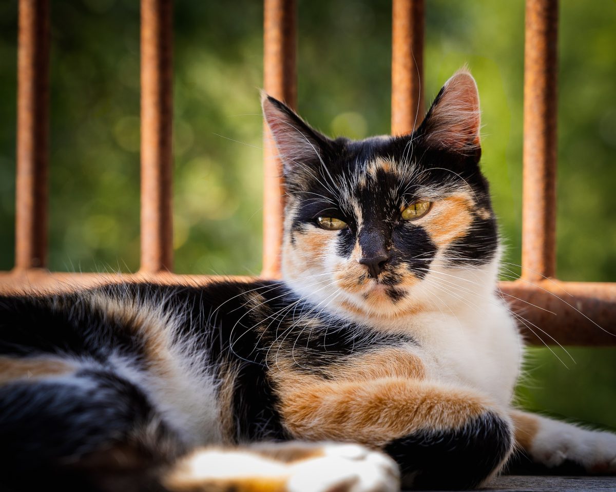 Banner image for blog post: Are Calico Cats Lucky? Fun Facts About This Charming Cat Breed