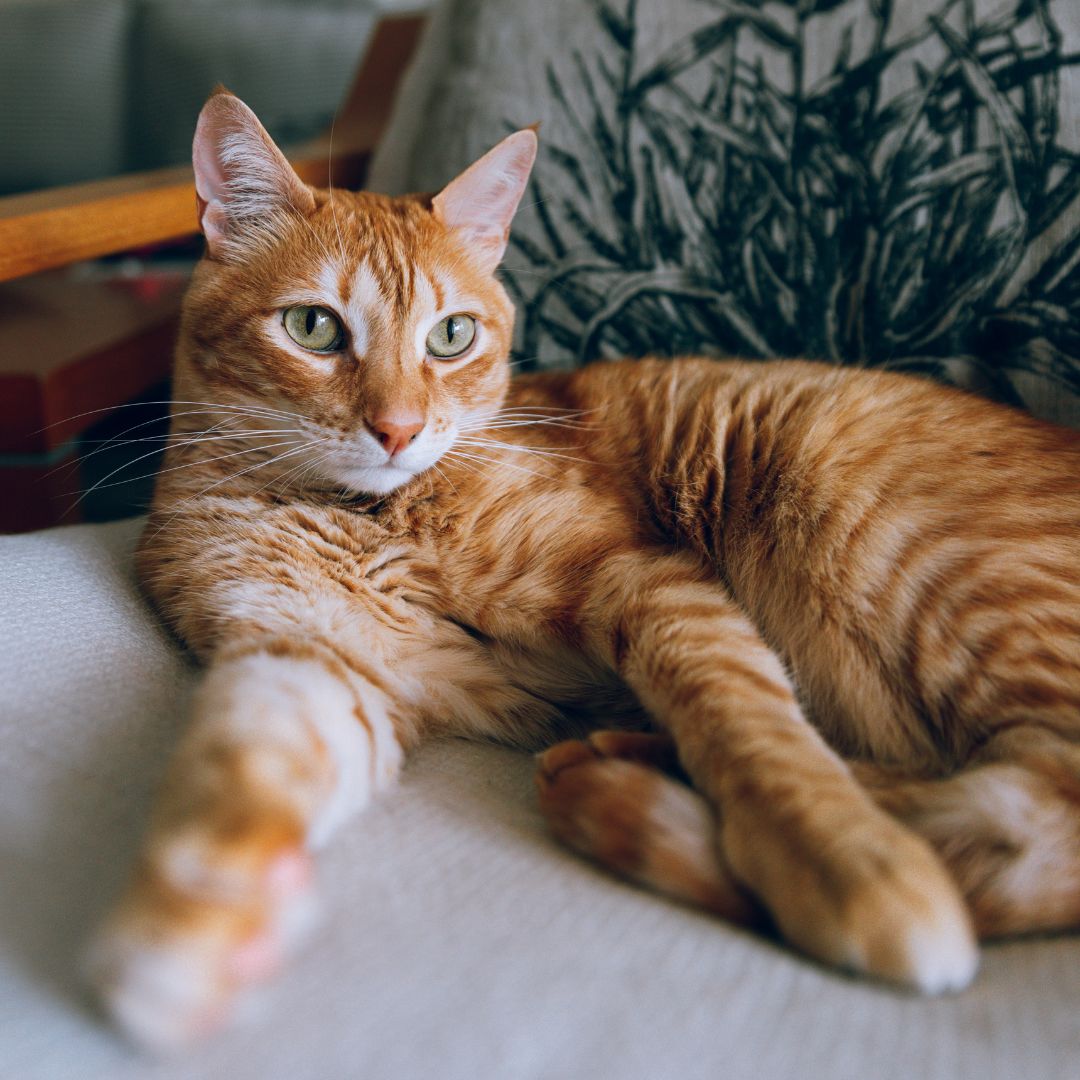 Banner image for blog post: Who Are Ginger Cats? 5 Fun Facts About These Fabulous Felines