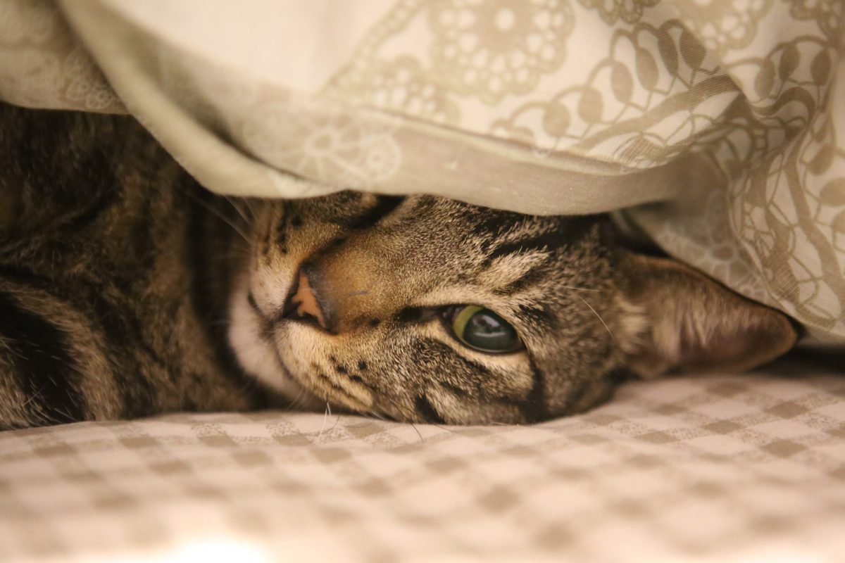 Bannerbild für Blogbeitrag: Schüchterne Katze – Wie kann ich meiner Katze helfen, sich zu entspannen
