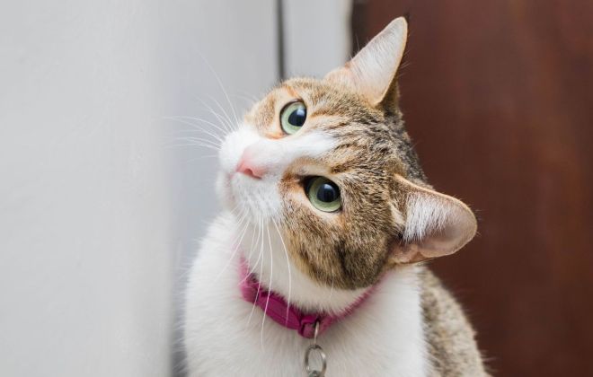 Thumbnail Bild für Blogbeitrag: Katzenklappen – Alles, was du wissen musst