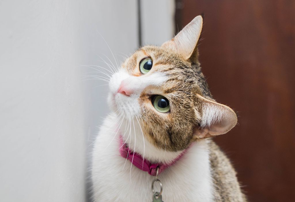 Image de bannière pour l'article de blog: Choisir la bonne chatière pour son chat, c’est important!