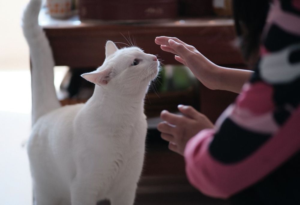 Bannerbild für Blogbeitrag: 5 Tipps, wie du dich einer Katze am besten näherst