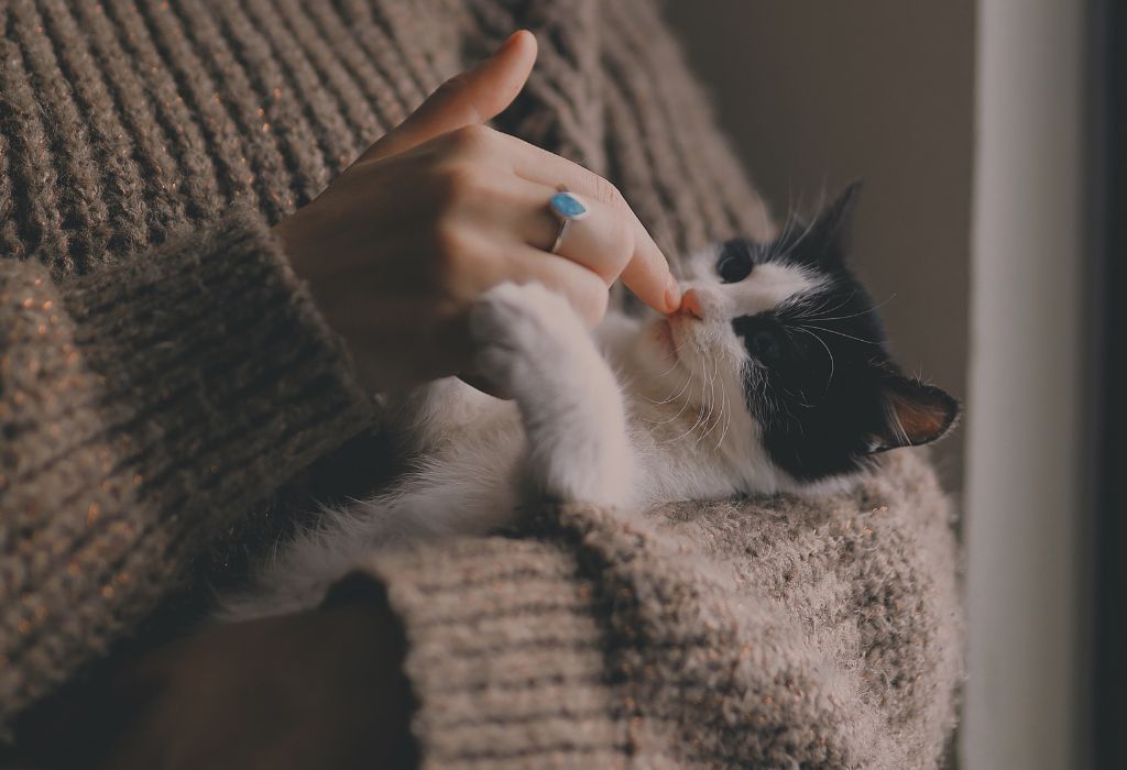 Image de bannière pour l'article de blog: Comment savoir si mon cat sitter est digne de confiance?