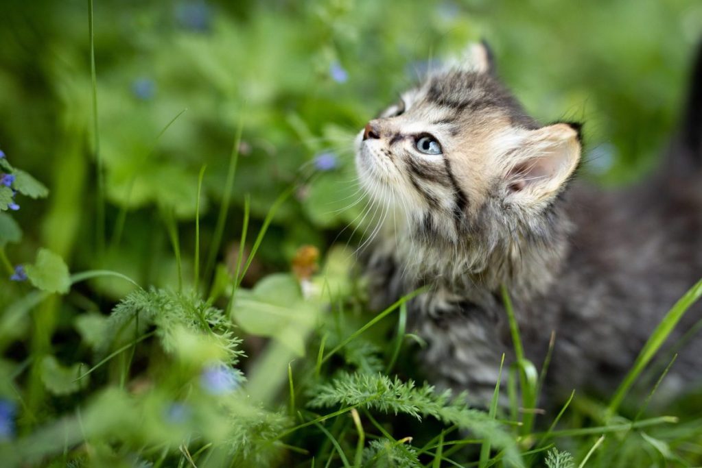 Kitten im Garten