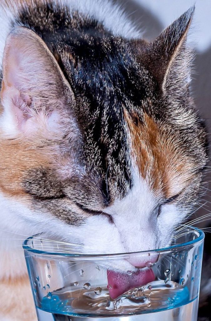 Katze trinkt aus Glas