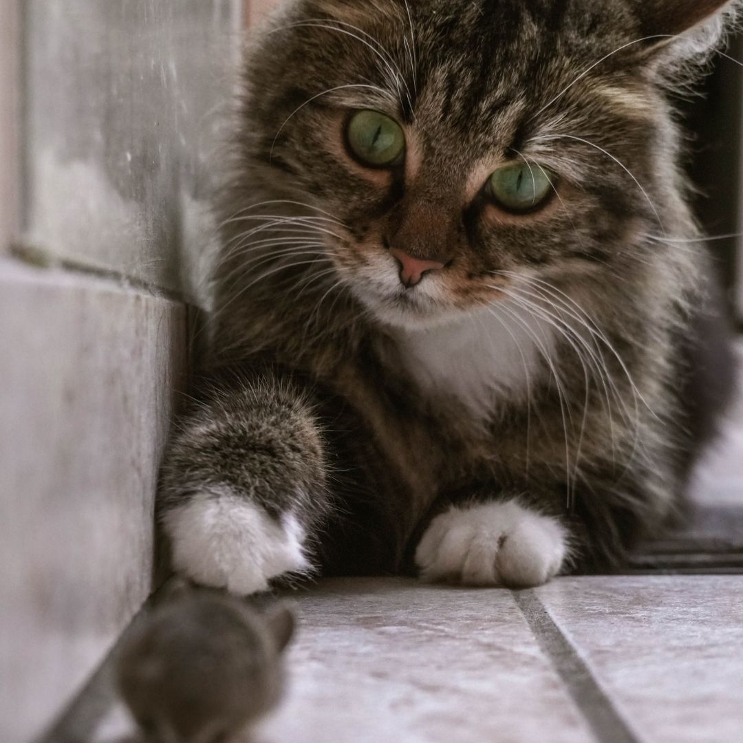Cat Bringing ‘Gifts’? Tricks to Save Mice or Birds Your Cat Brings You