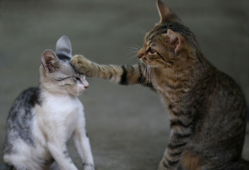 Image de bannière pour l'article de blog: Quelle relation entre chats? Amis pour la vie ou ennemis jurés?