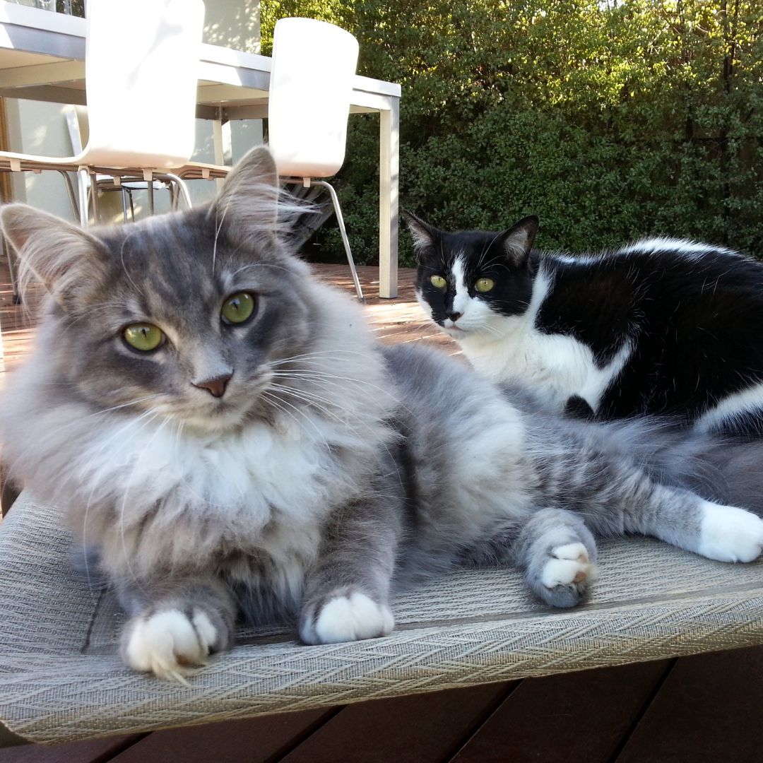 Feline Friends or Foes? How to Know if Your Cats Are Getting Along