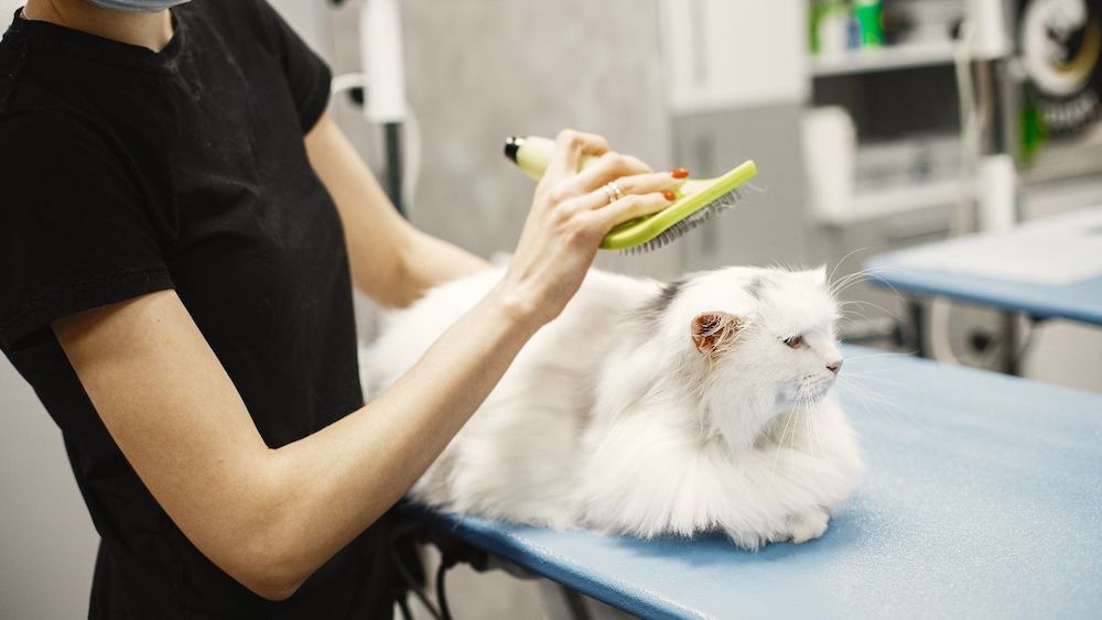 groom long-haired cat