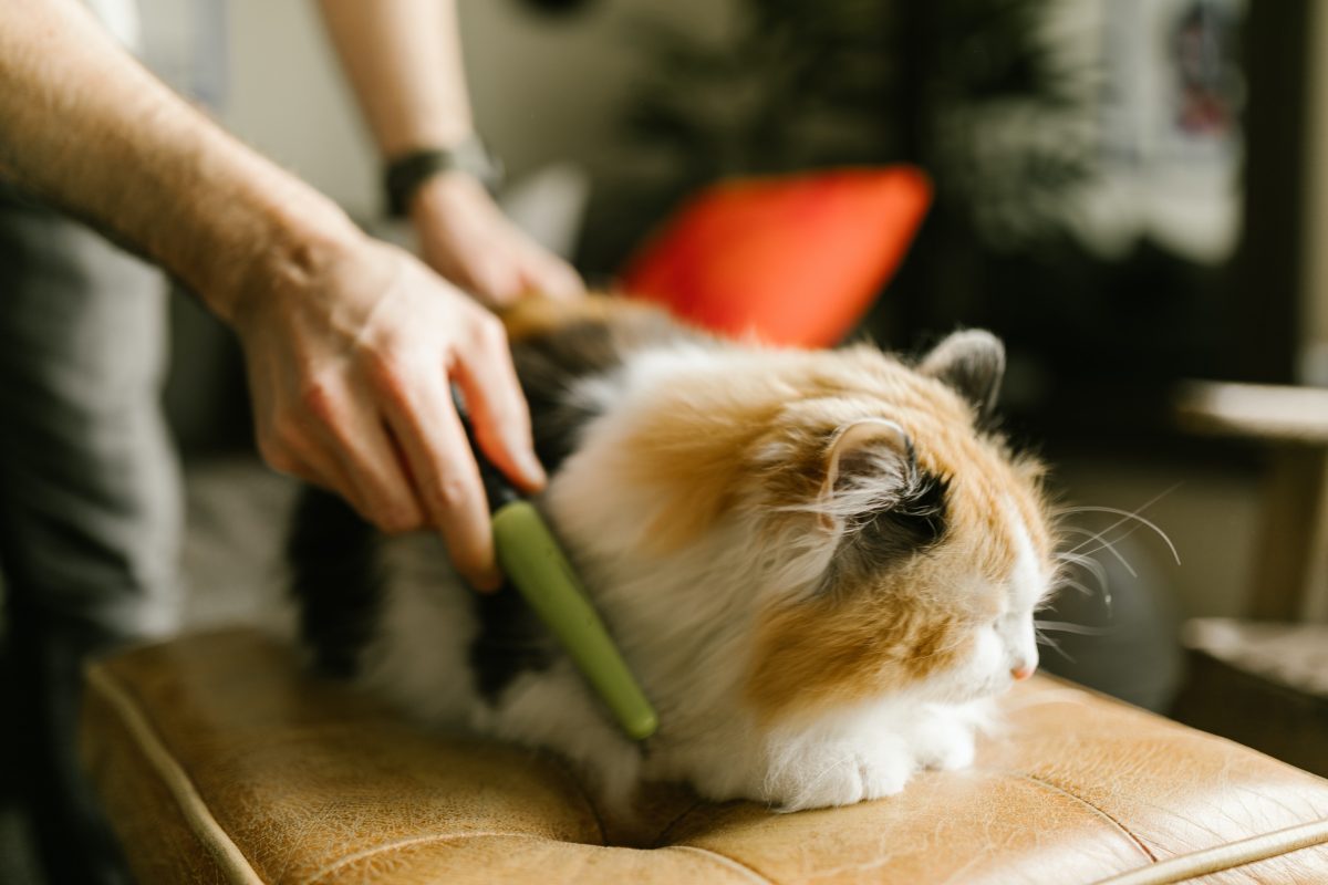 Entdecke wertvolle Tipps zum richtigen Kämmen und Bürsten von langhaarigen Katzen, um Verfilzungen zu vermeiden und ihre Gesundheit zu fördern. Lese unseren Artikel für eine liebevolle Pflegeroutine.