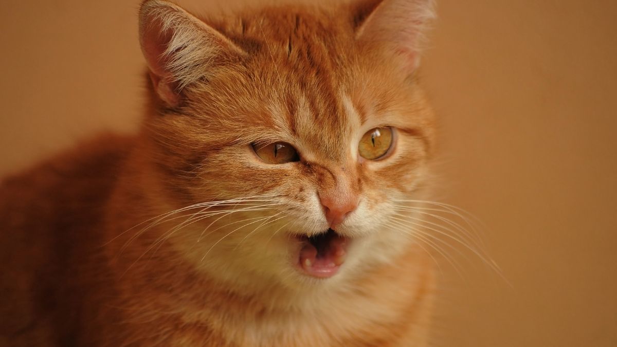 Bannerbild für Blogbeitrag: Warum miaut meine Katze ständig? Gründe und Tipps für Abhilfe