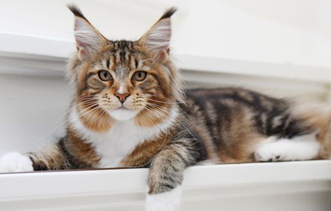 Thumbnail Bild für Blogbeitrag: Sauberes Zuhause trotz Katzen: Katzenfreundliche Reinigungstipps