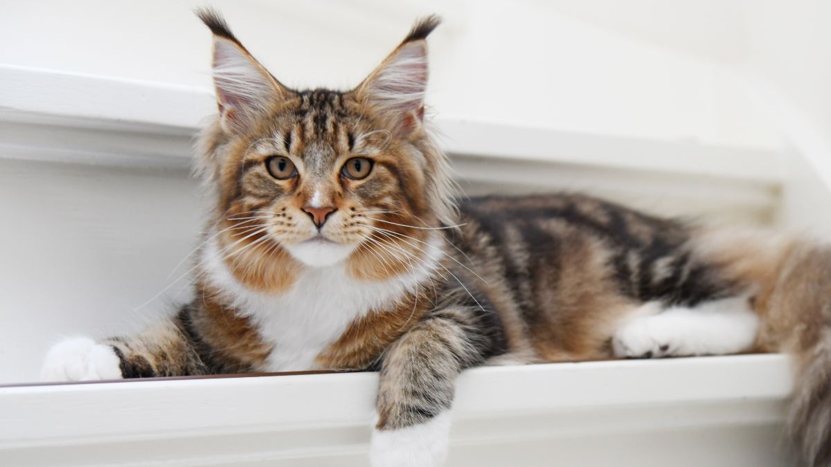 Image de bannière pour l'article de blog: Astuces pour garder sa maison propre quand on a un chat