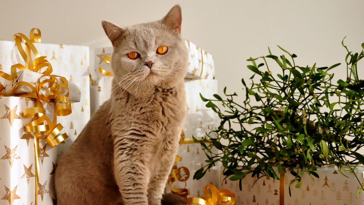 Bannerbild für Blogbeitrag: Ein Rückblick: Die schönsten Katzensitting-Momente 2023!