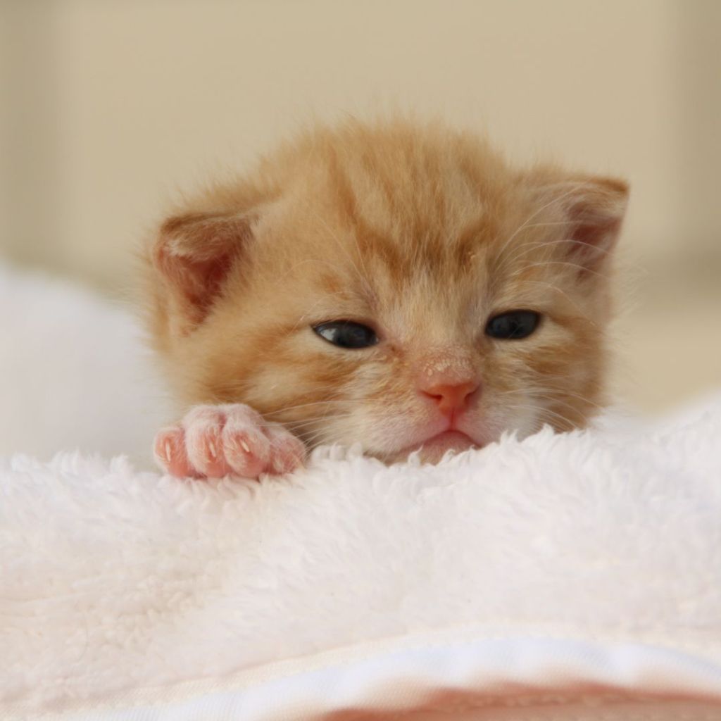 scottish fold kitten