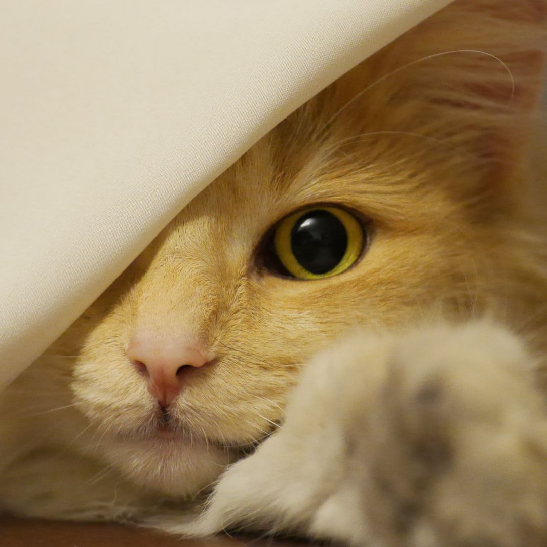 Do Cats Sulk? How to Spot an Upset Cat (And What to Do About It)