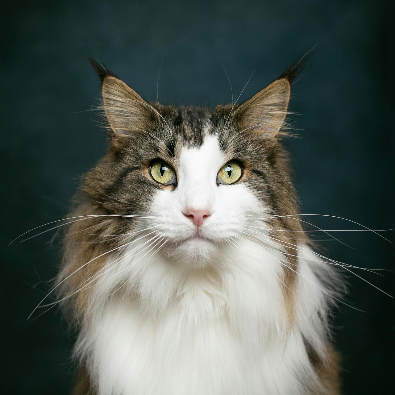 Image de bannière pour l'article de blog: Tout ce qu’il faut savoir sur le magnifique chat de Norvège