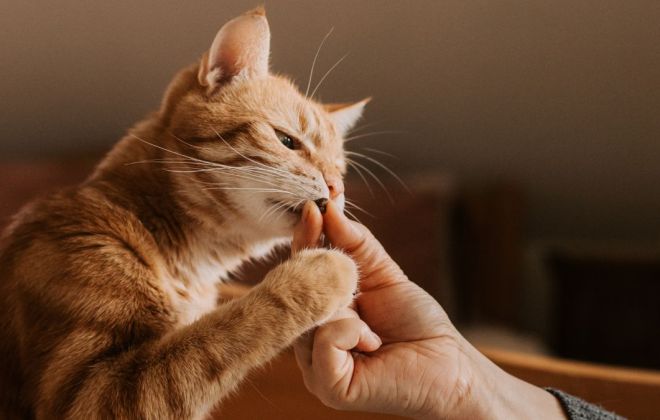 Thumbnail pour l'article de blog Bien préparer son garde chat à l’administration de médicaments