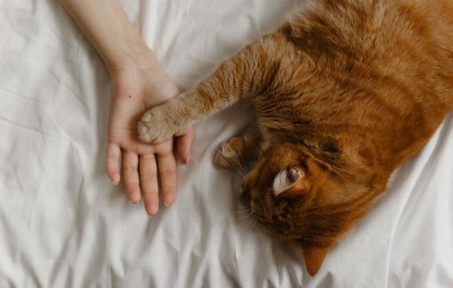 Thumbnail image for blog post: Sichere Medikamentenvergabe für Katzen: Tipps für Besitzer und Sitter