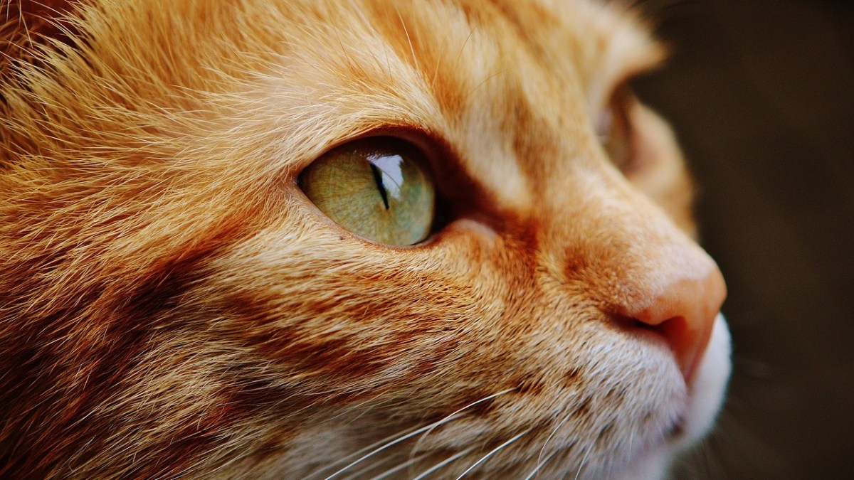 Haben Katzen 7 Leben