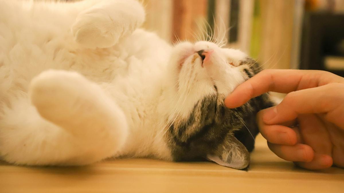 Impfungen für Katzen