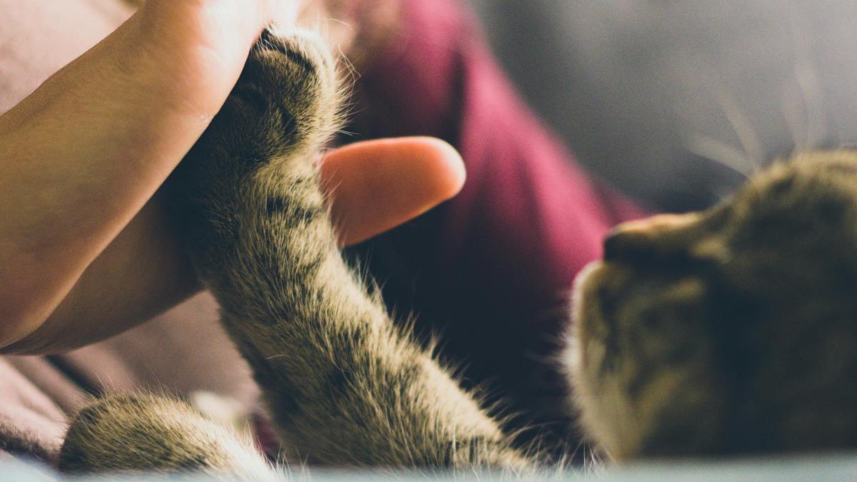 Katze trainieren