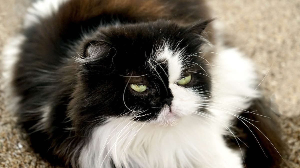 Himalaya Katze