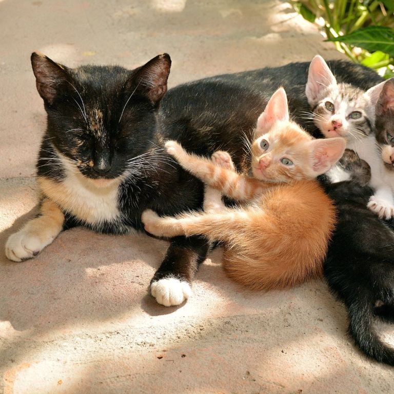 Wie Lange Bleiben Katzen Bei Der Mutter In Der Natur