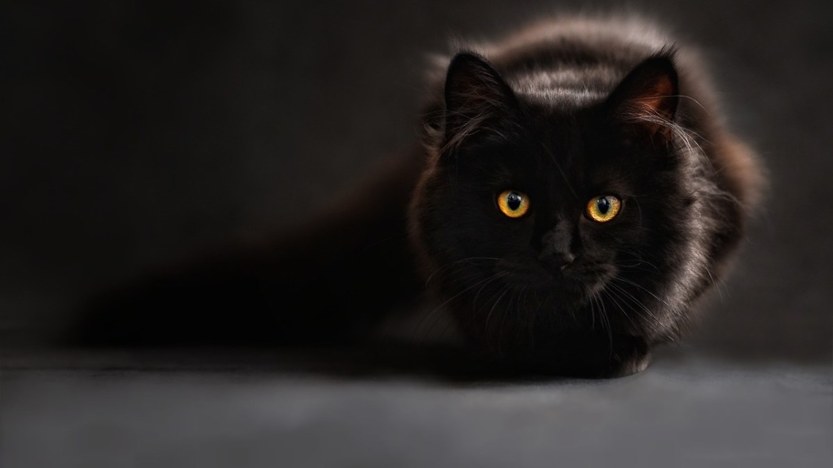 Können Katzen im Dunkeln sehen?