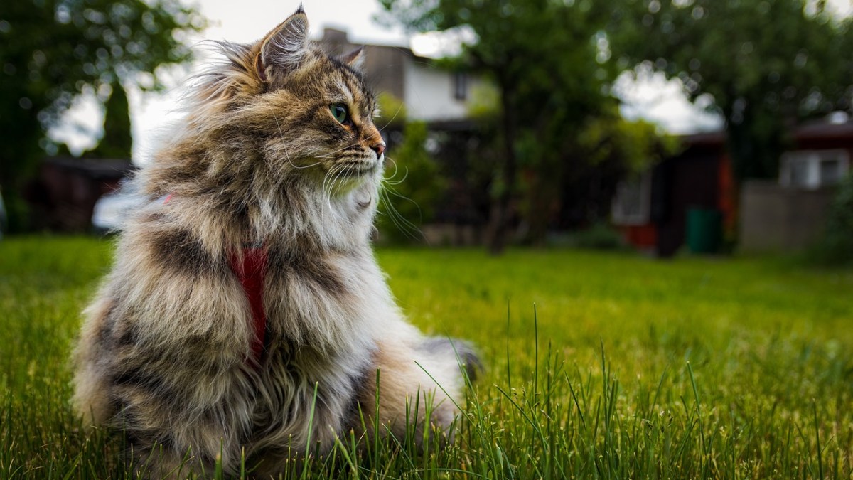 Sibirische Katze