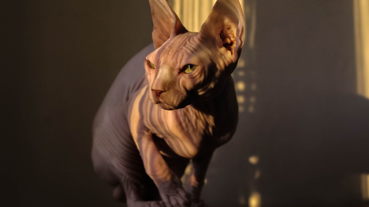 Sphynx