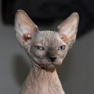 Spectacular Sphynx Everything You Need To Know About Sphynx Cats