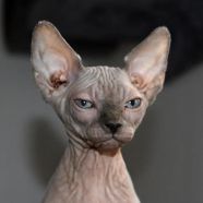 Spectacular Sphynx Everything You Need To Know About Sphynx Cats